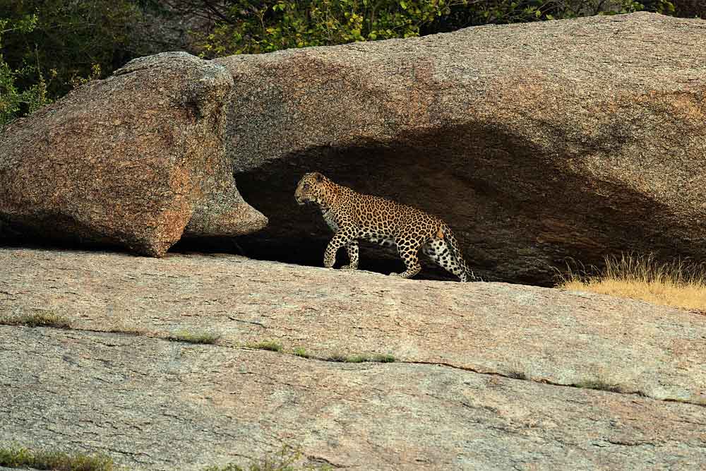 Jawai Bandh Leopard 